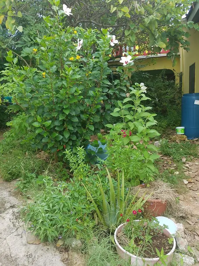 Gæstehus Vikings Rasta Retreats Hotel Montego Bay Jamaica